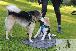 Welpen  06.09.2025 51